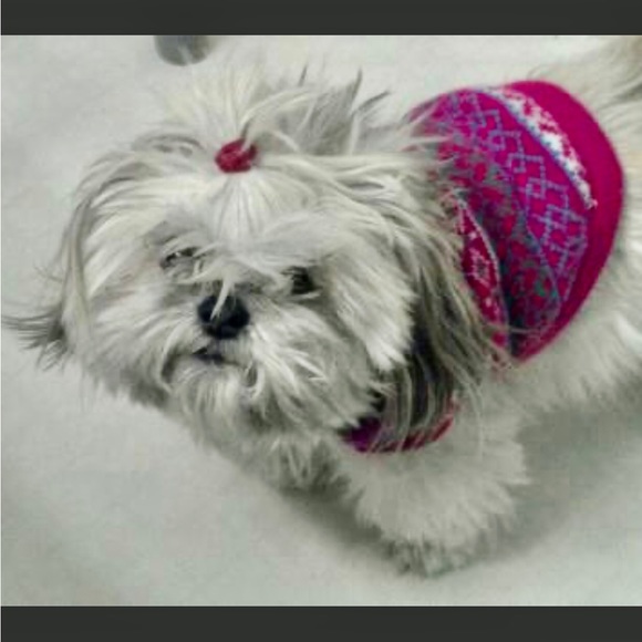 Meet your Posher, Alli - Picture 8 of 8